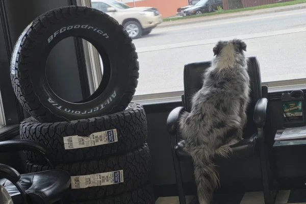 Tireland – Sabyan Automotive Service And Repair